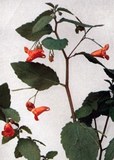 The Botanical Hiker Sunday, June 14, 3:00 pm Presented by Heather Houskeeper